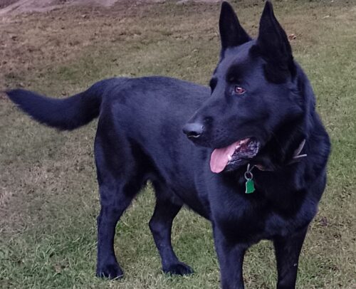 Tablety pre starostlivosť o kĺby pre psov - 60 kusov (so zľavou 25%) photo review